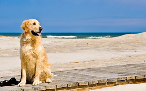 dog, sea, animals, beach