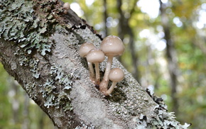 forest, nature, tree