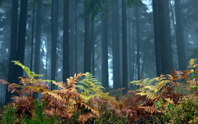 forest, landscape, nature, trees