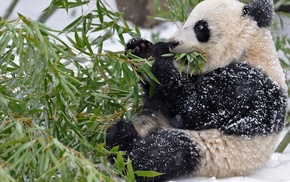 animals, snow