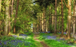 landscape, nature