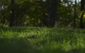 nature, grass