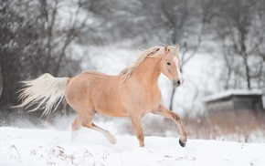 snow, 2014, horse, animals