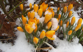 snow, winter, flowers