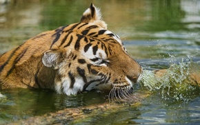 tiger, water, lake, animals
