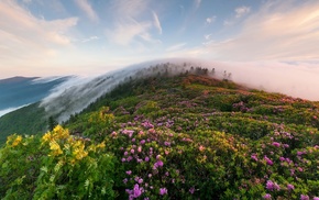 flowers, sky, mountain, nature