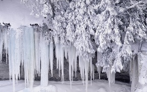 ice, frost, snow, winter