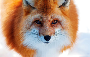 animals, fox, winter