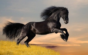 black, animals, horse, nature, sky