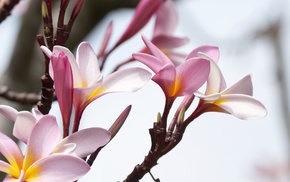 flowers, pink, yellow, nature