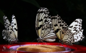 white, red, beautiful, black, nature