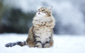 animals, nature, winter, cat