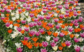 tulips, flowers, chamomile