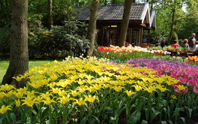 tulips, trees, flowers, people, lodge