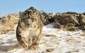 nature, animals