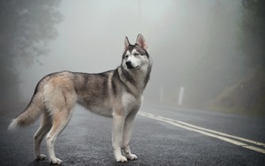 animals, mist, dog, road