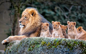 animals, lion