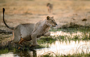 animals