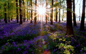 nature, Sun, trees, flowers