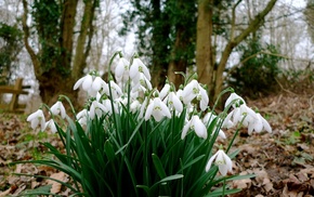 flowers, forest, trees, photo, nature