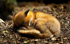 anime, fox, sleeping, animals