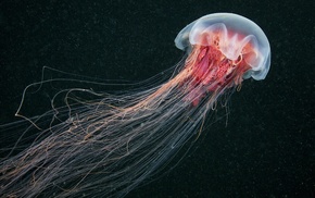 China, sea life, jellyfish