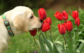 tulips, animals, dog