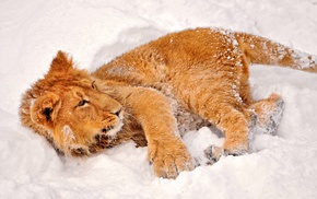 lion, snow, animals