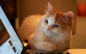 laptop, cat