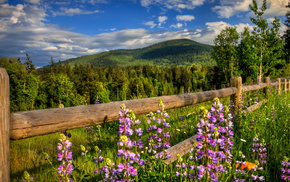 fence, flowers, stunner, mountain, forest