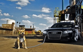 car, dog, Audi