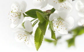 leaves, photo, flowers, white, cherry