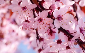 bloom, flowers, cherry, spring, nature
