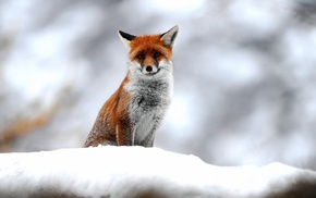 nature, animals, fox, snow