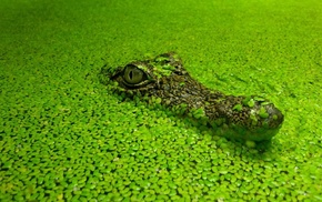closed eyes, green, crocodiles, nature