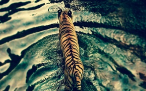 water, nature, tiger, rain