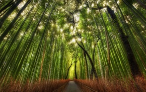 bamboo, nature, landscape