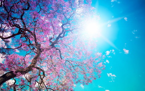 tree, nature, flowers, Sun, sky