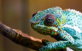 animals, chameleons, colorful