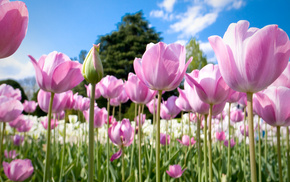 tree, tulips, background, spring, sky