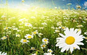 field, chamomile, Sun, flowers, sky