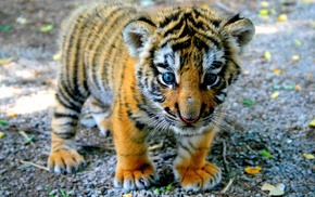 nature, animals