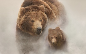 mist, background, nature, animals, white