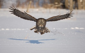 birds, nature, snow