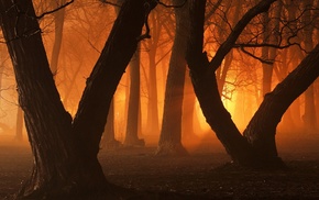 trees, forest