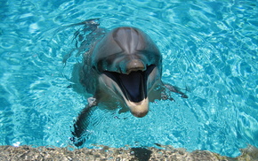 animals, swimming pool, smiling, photo, water