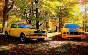 car, Shelby GT, Ford Mustang