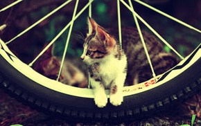 cat, animals, bicycle, kittens