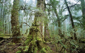trees, landscape, forest