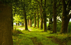 forest, Sun, runway, greenery, nature